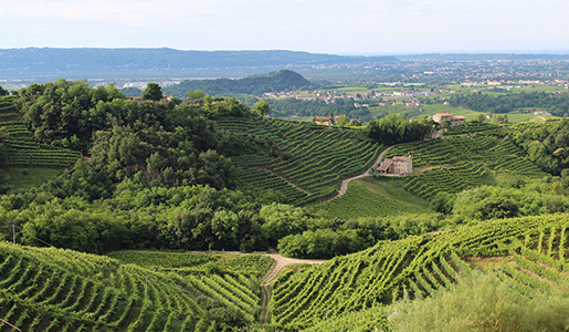 In Veneto along the wine routes