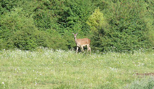 Visit National Park of Abruzzo Lazio and Molise 